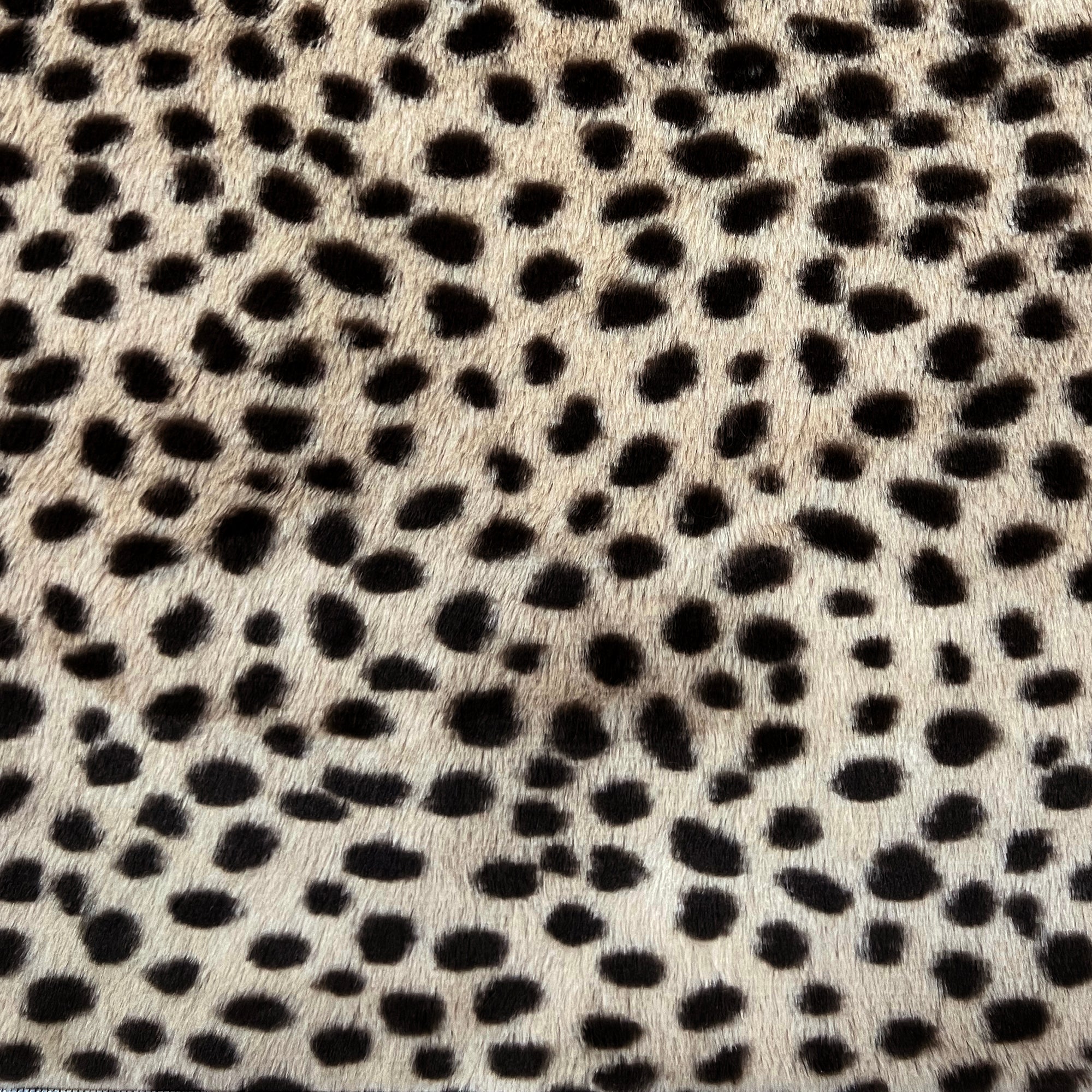 Lady Cheetah Snuggle