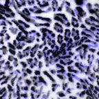 Neon Lynx Kodi snuggle minky fabric, edge detail