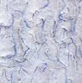 Dusted Doe snuggle minky fabric, full swatch